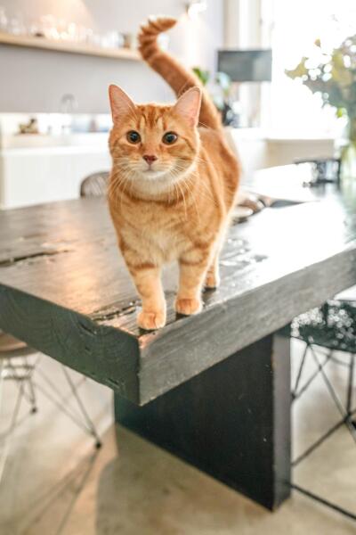 photo 18 Nieuwe Rijn 17