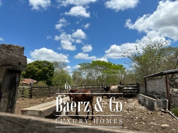 photo 3 Sudzal carretera a Tzalam, Km 7 