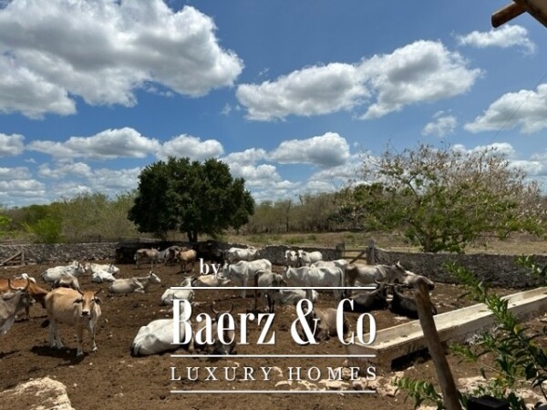 photo 14 Sudzal carretera a Tzalam, Km 7 